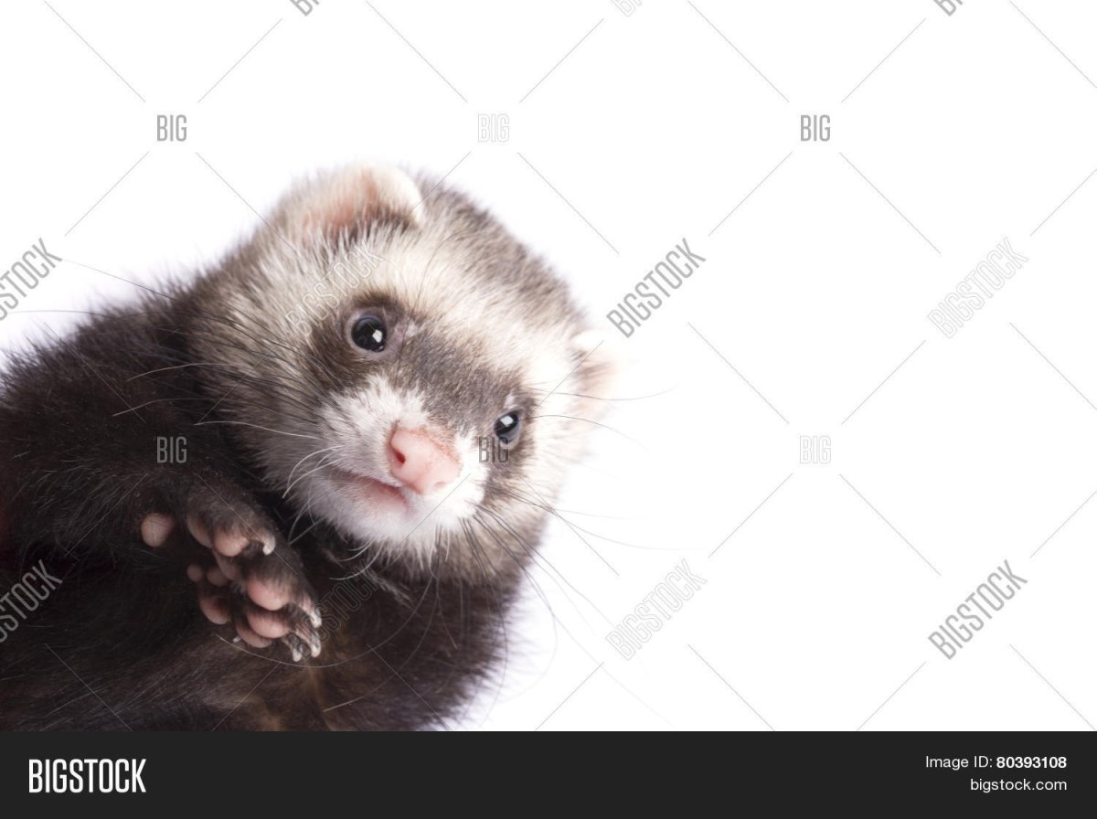 Мордочка хорька на белом фоне