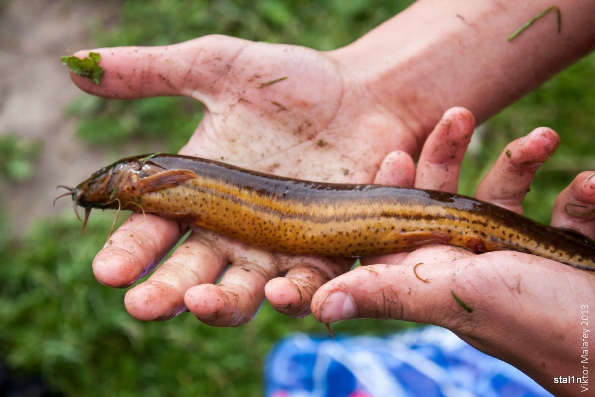 Рыба Вьюн Речной