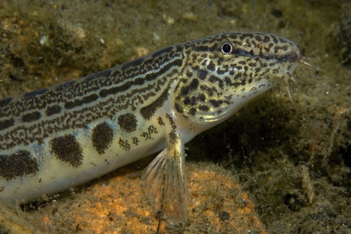 Вьюн щиповка