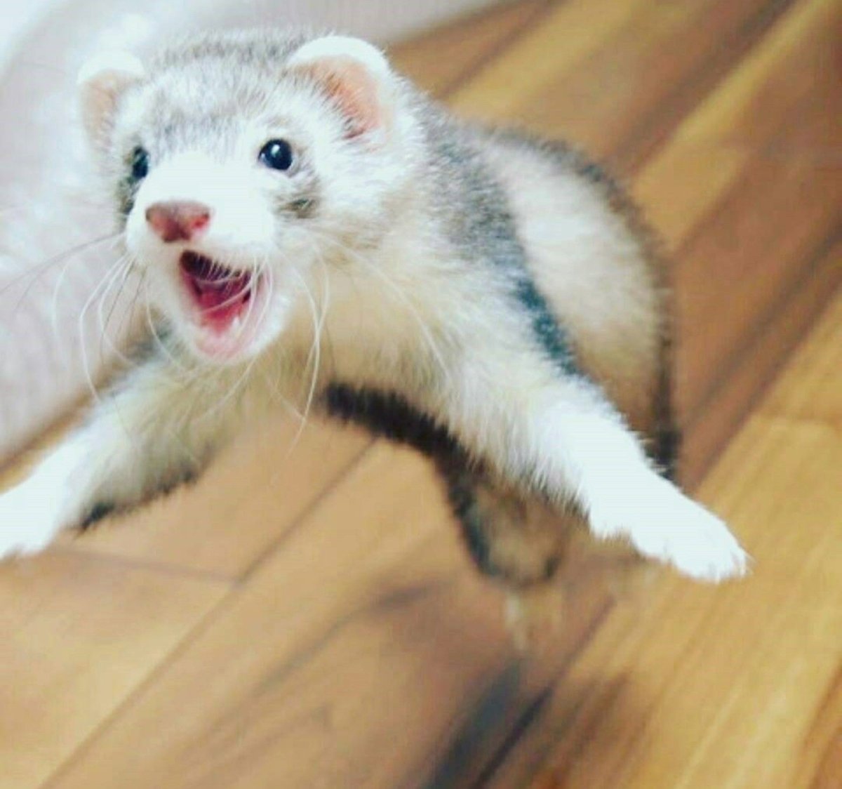 Хорек паникер