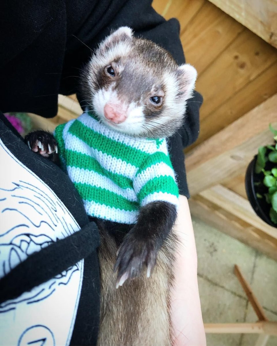 Сиамский хорек