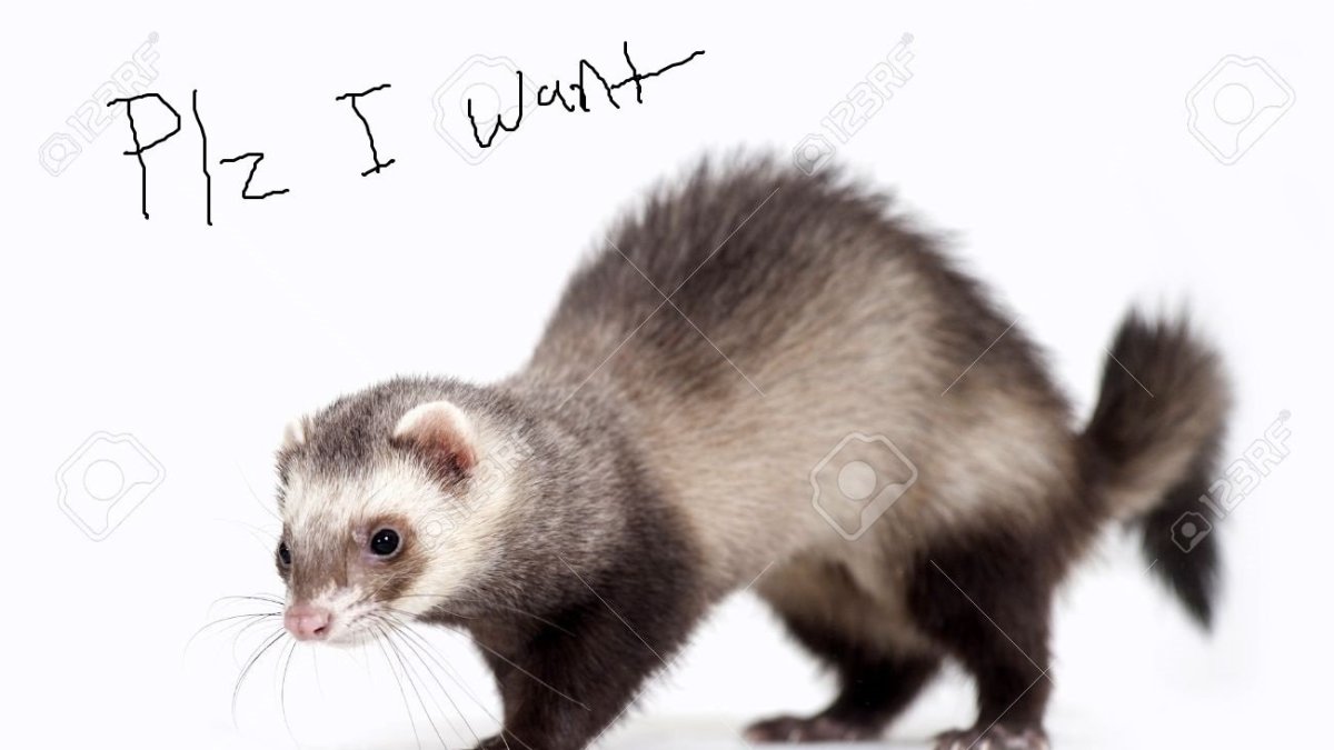 Хорек на белом фоне