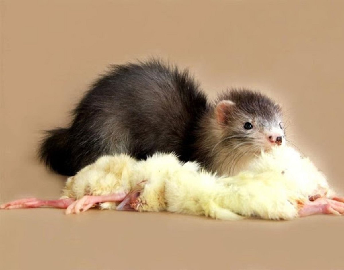 Смешные хорьки