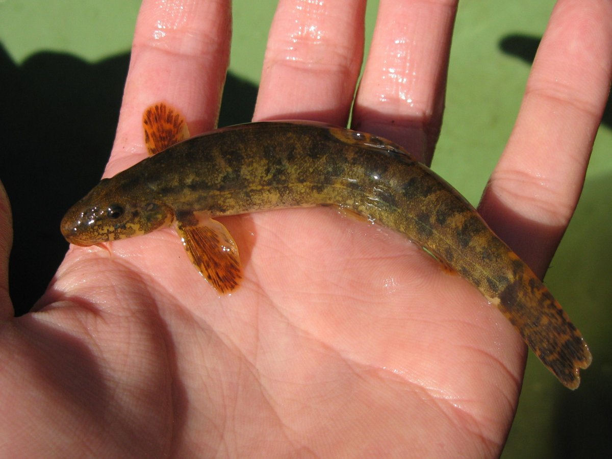 Камбала тигровая