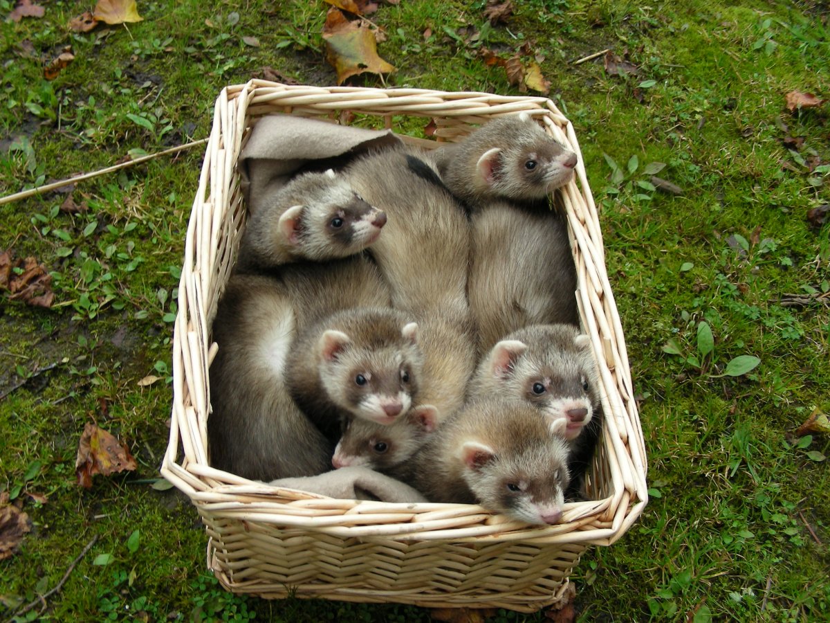 Летающий хорек