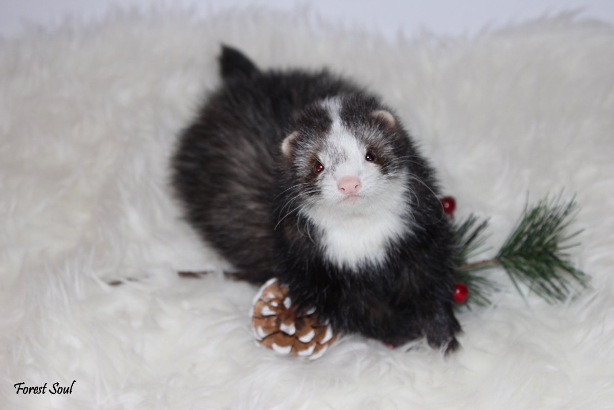 Белоснежный хорек