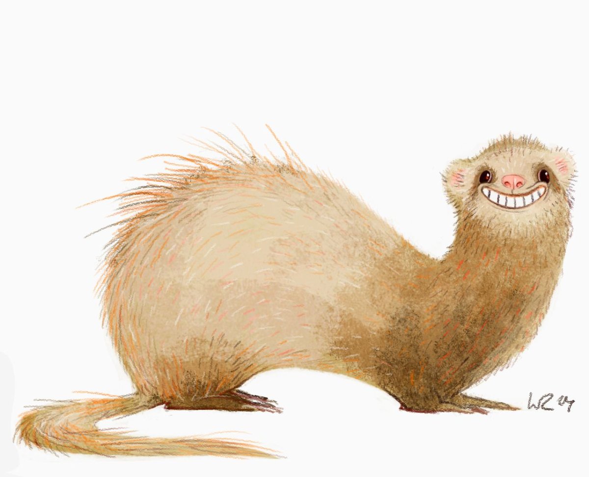 Веселый хорек