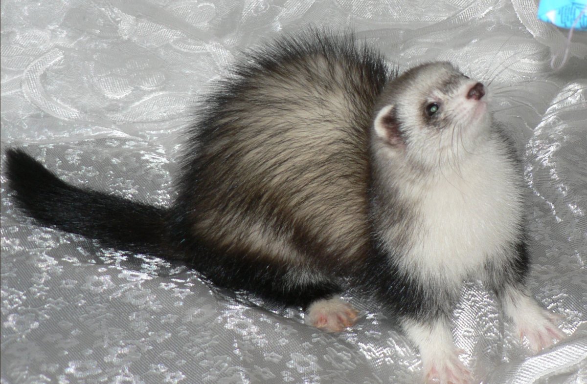 Хорек окрас Роан