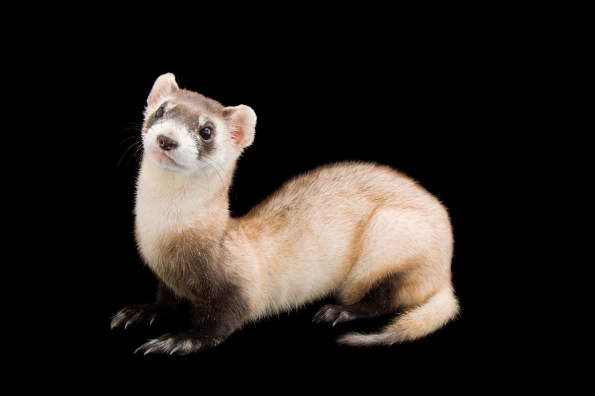 Хорек в полный рост