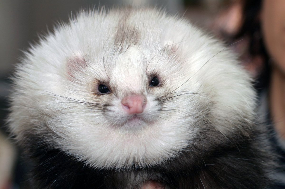 Хорёк Эстетика