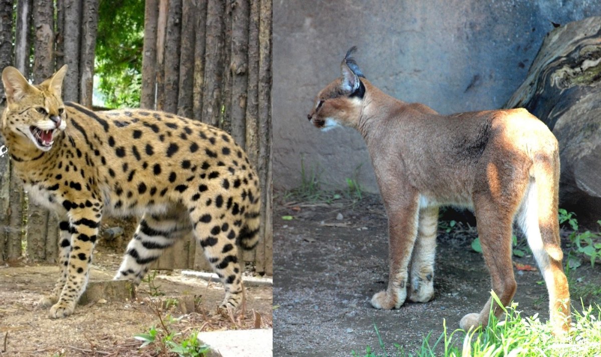 Сервал и каракал