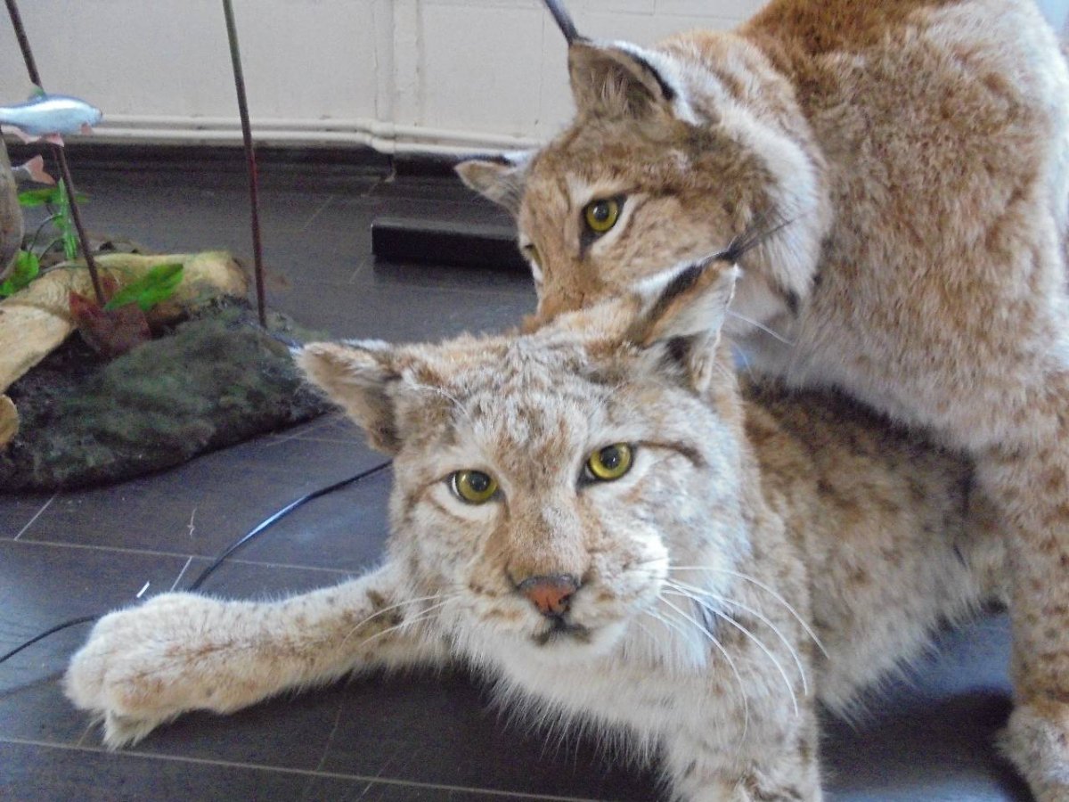 Кот скрещенный с рысью