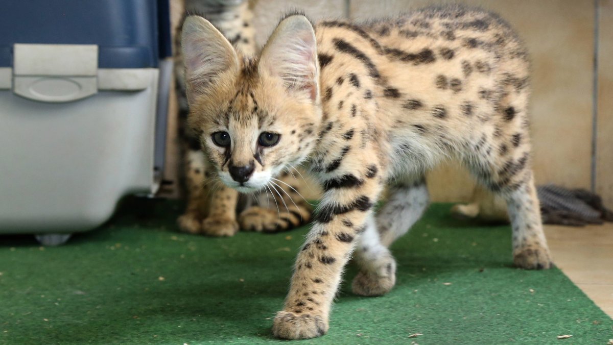 Котята сервала и каракала