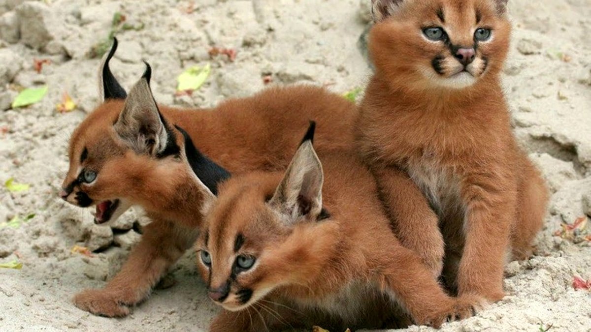 Каракал кошка