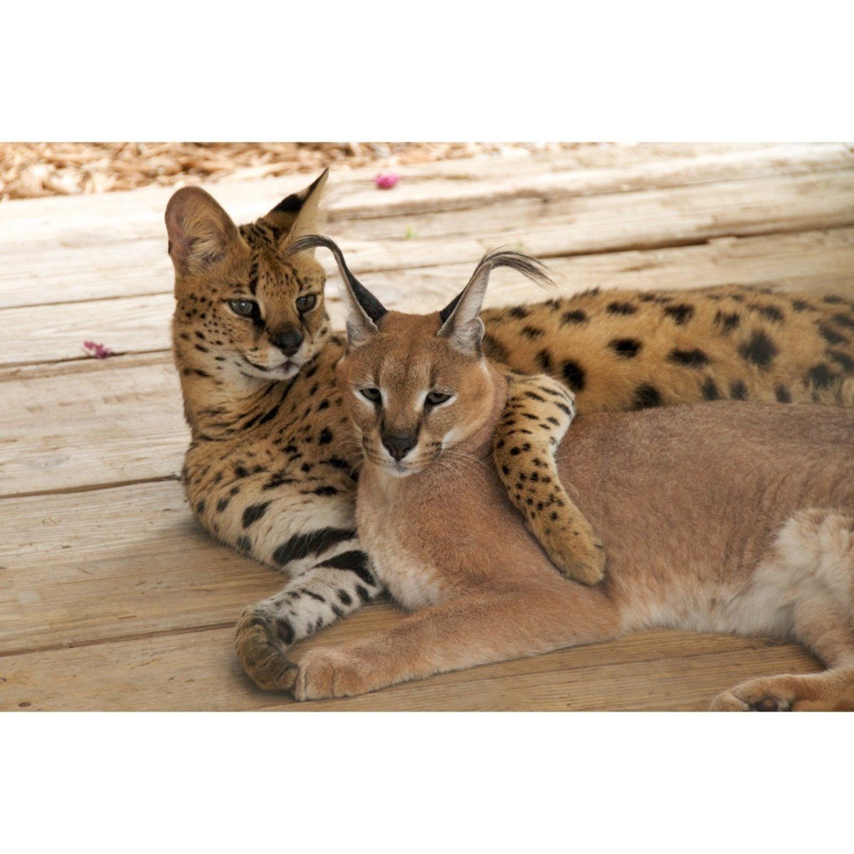 Оцелот сервал каракал