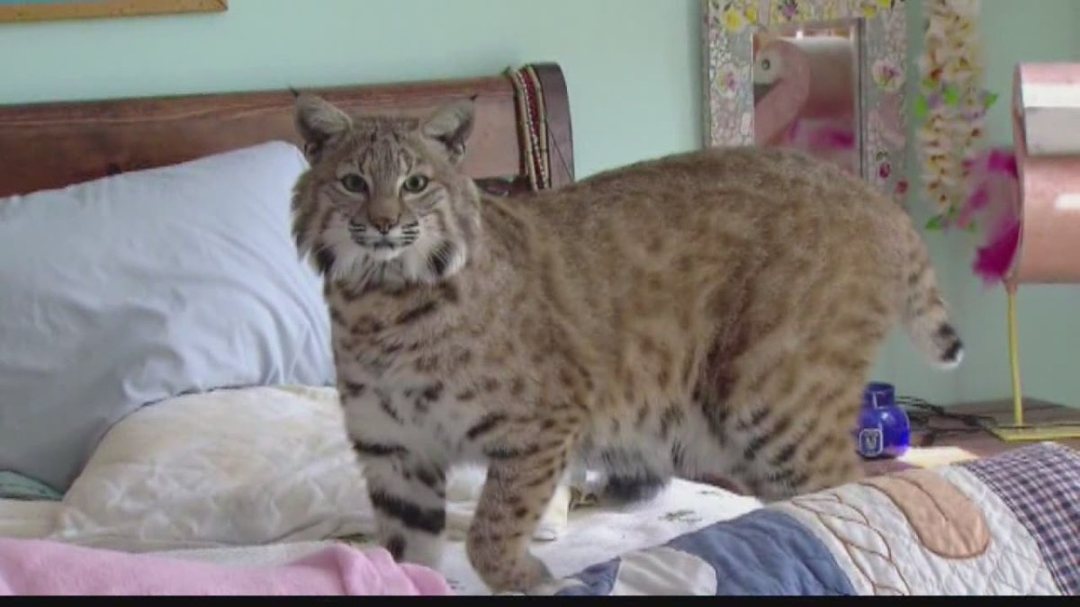 Бобкэт Рысь домашняя