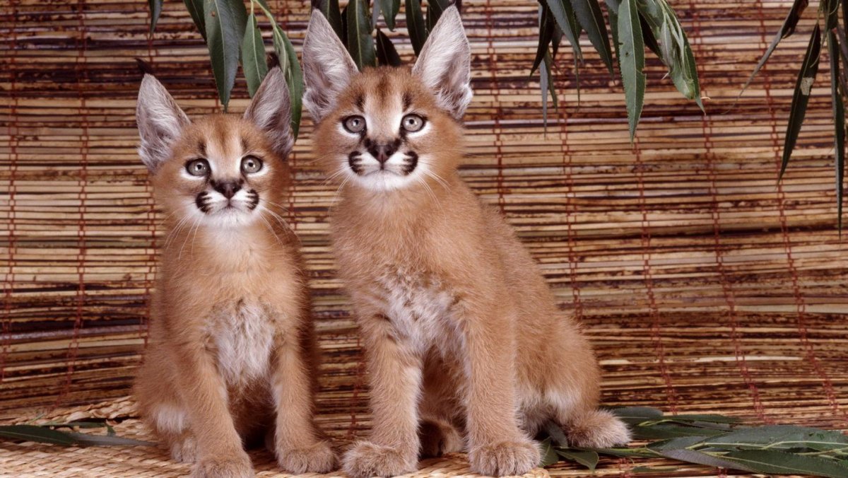 Кот Рысь каракал