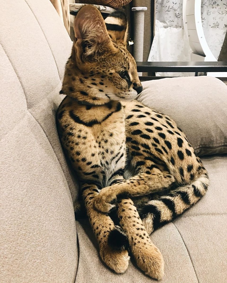 Сервал Ашера Саванна