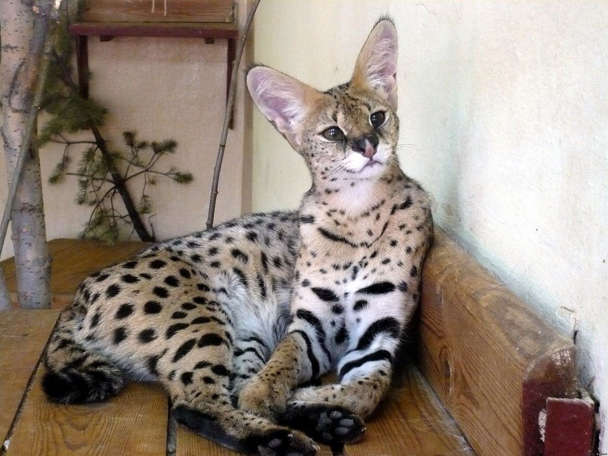 Африканский сервал кот одомашненный
