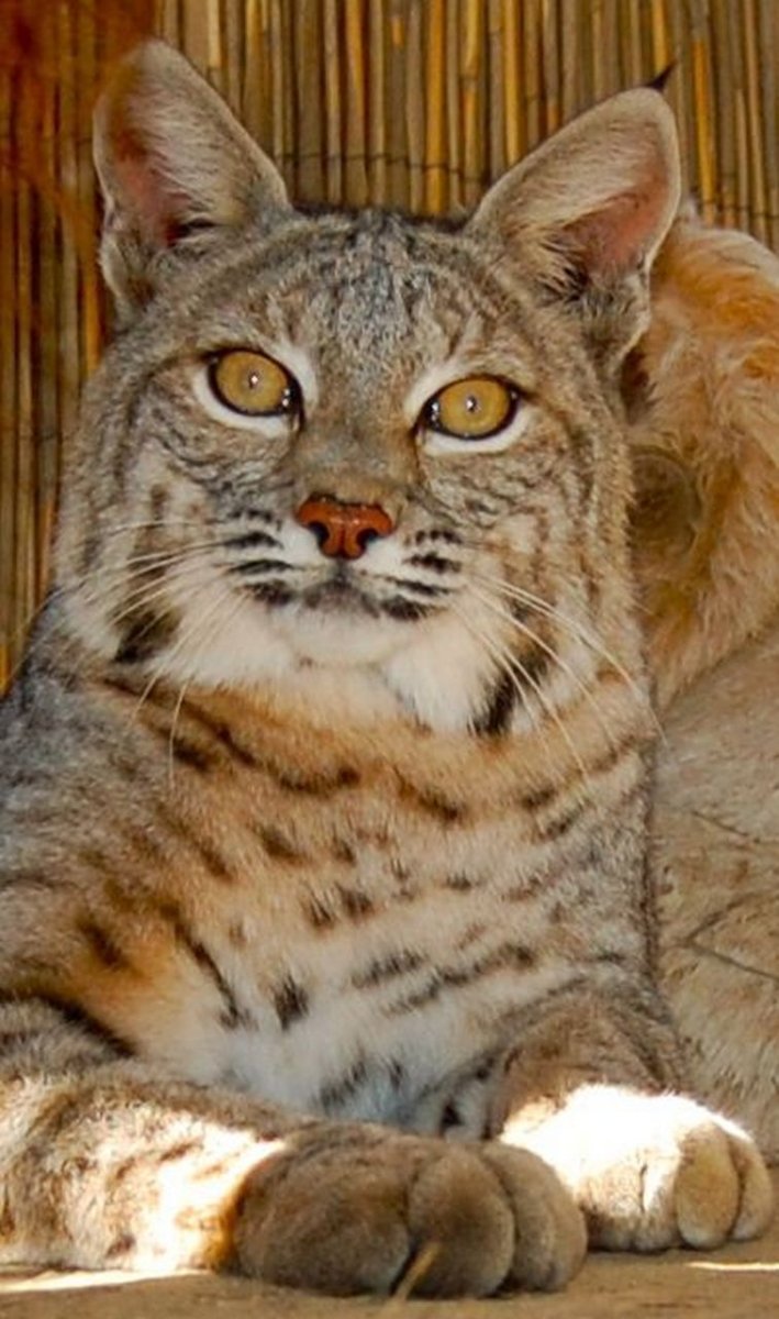 Гибрид рыси