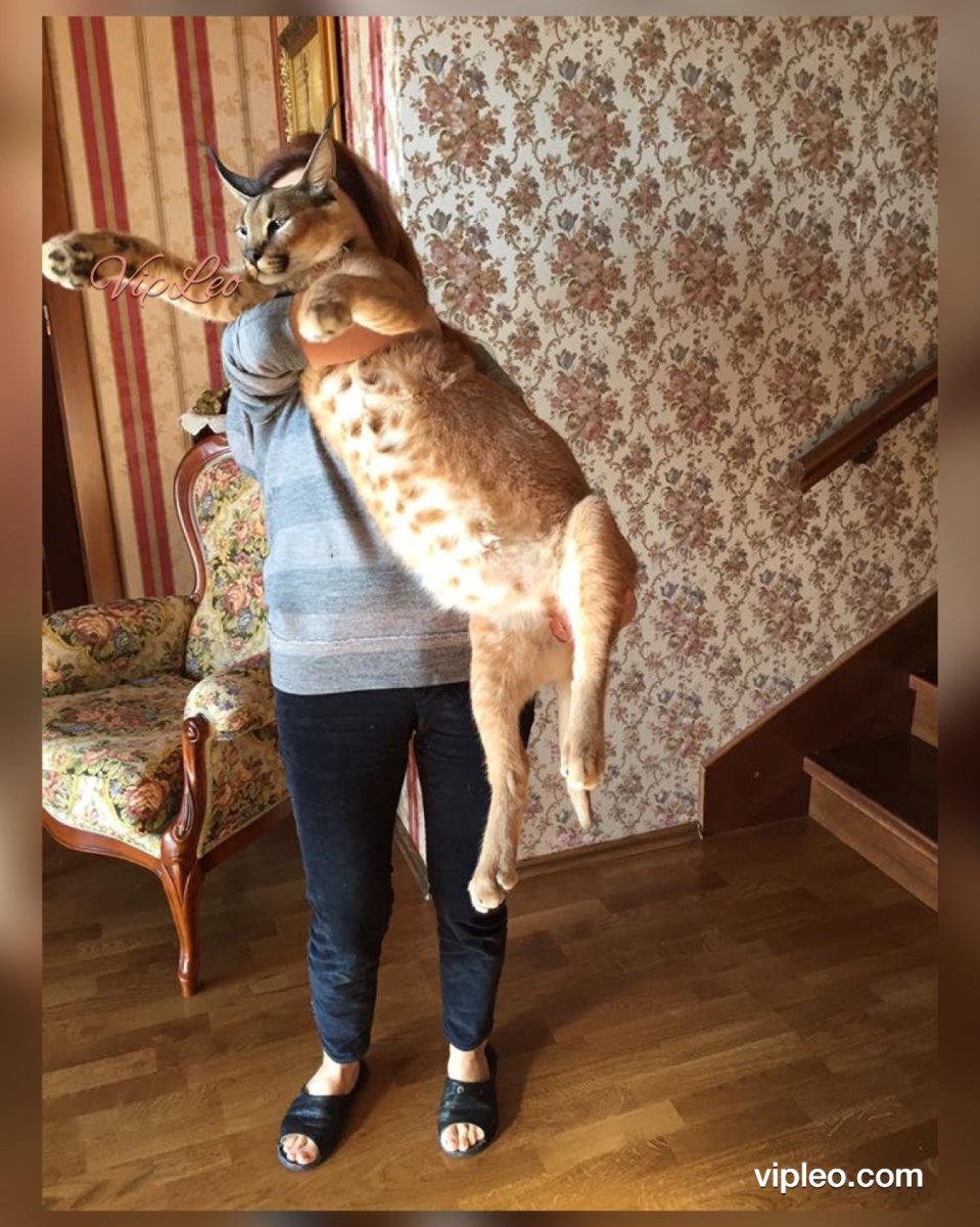 Каракал одомашненный