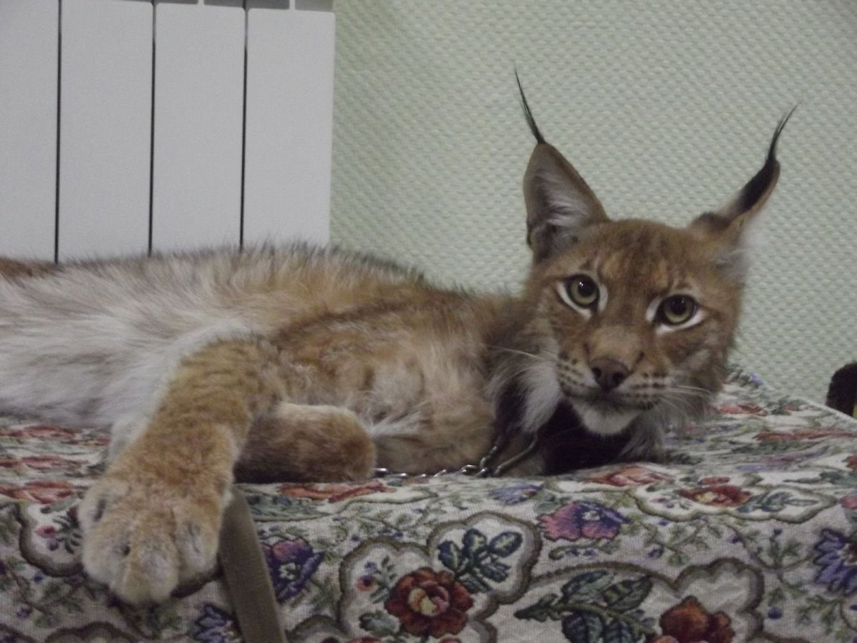 Рысь в домашних условиях