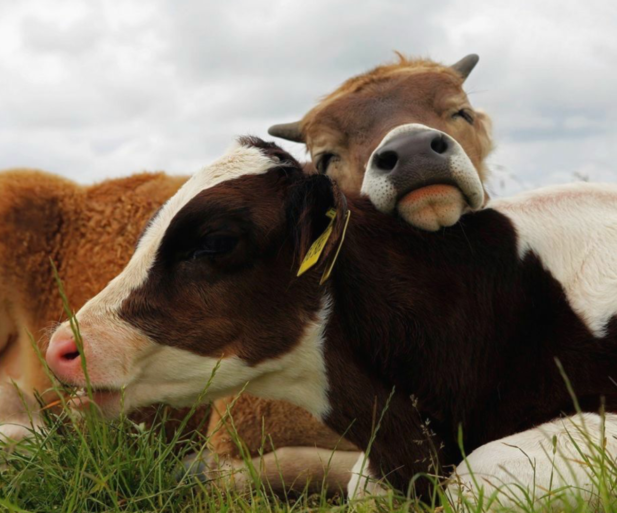Коровы любовь