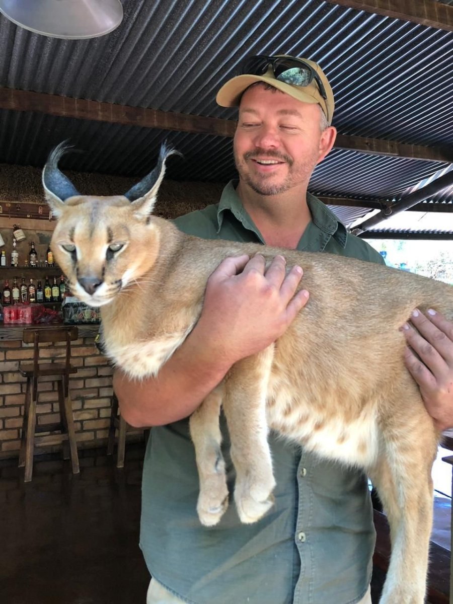 Каракал и каракет