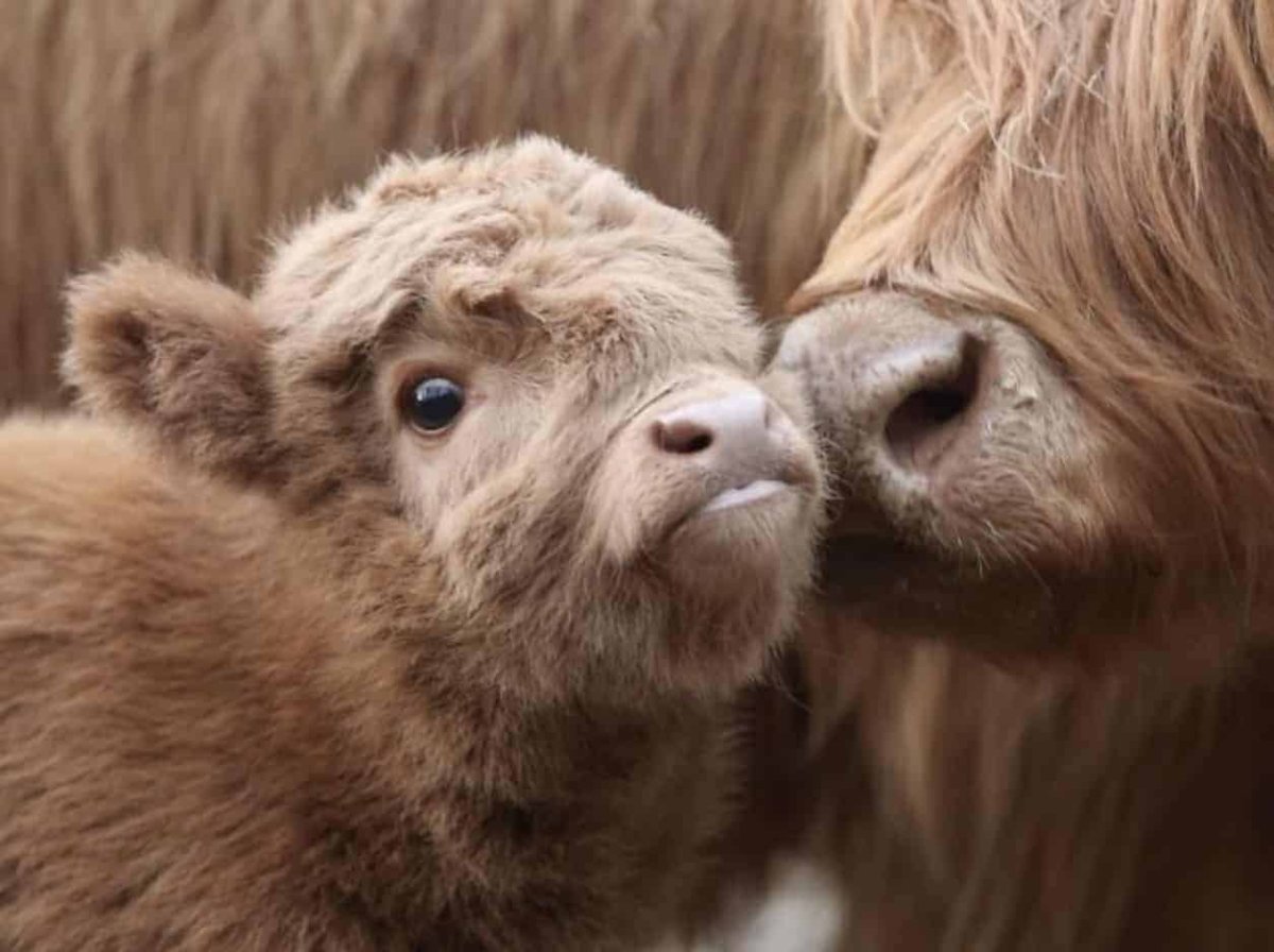 Милые пушистые коровы