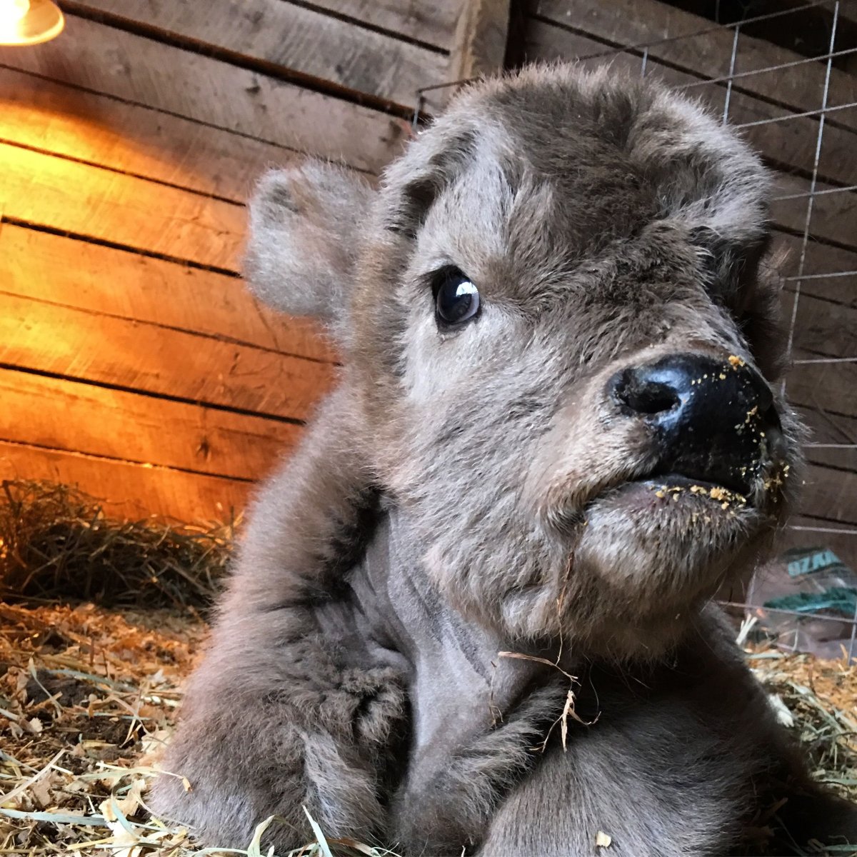 Мини корова пушистая