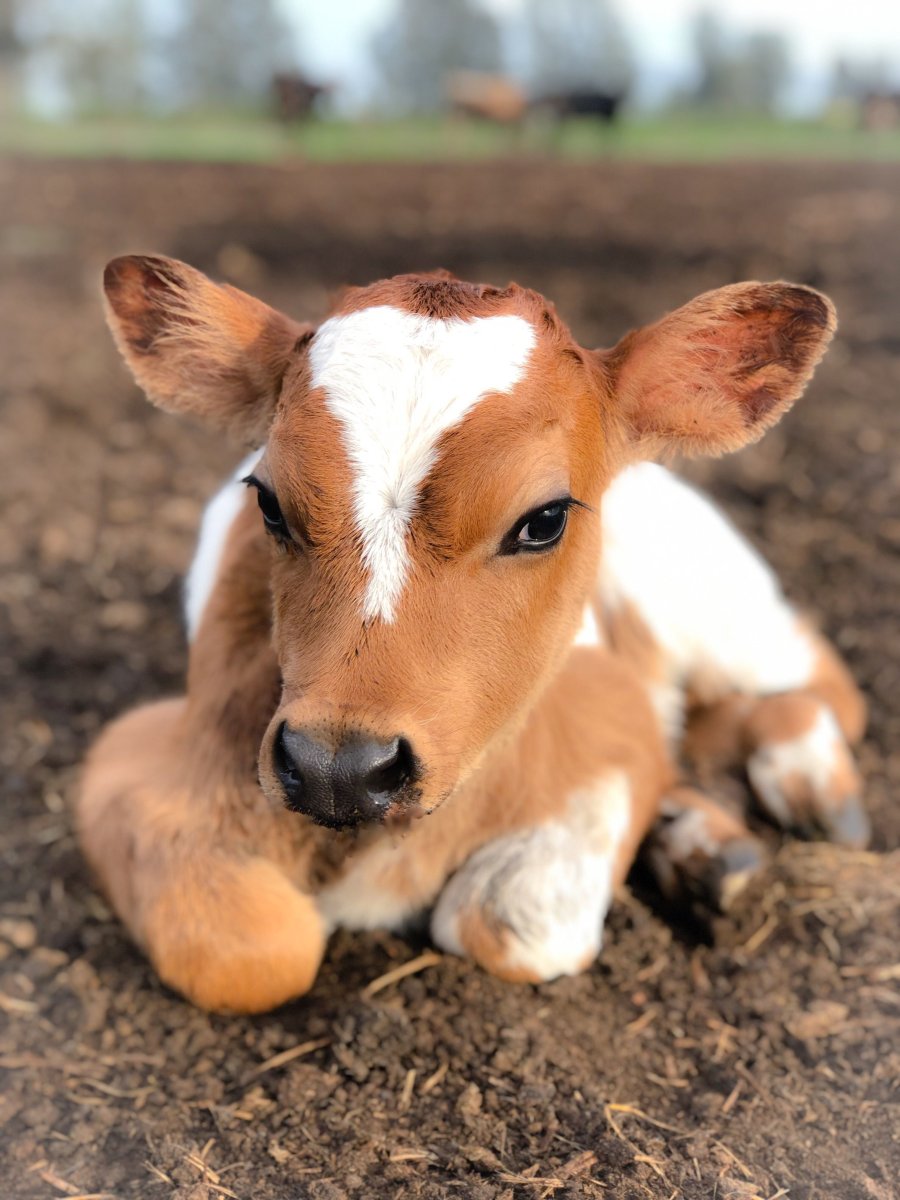 Маленькие телята