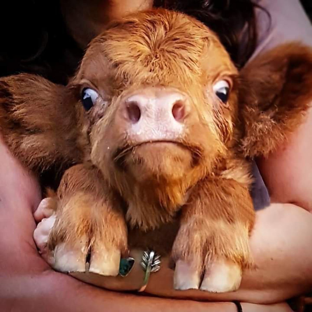 Маленькие телята