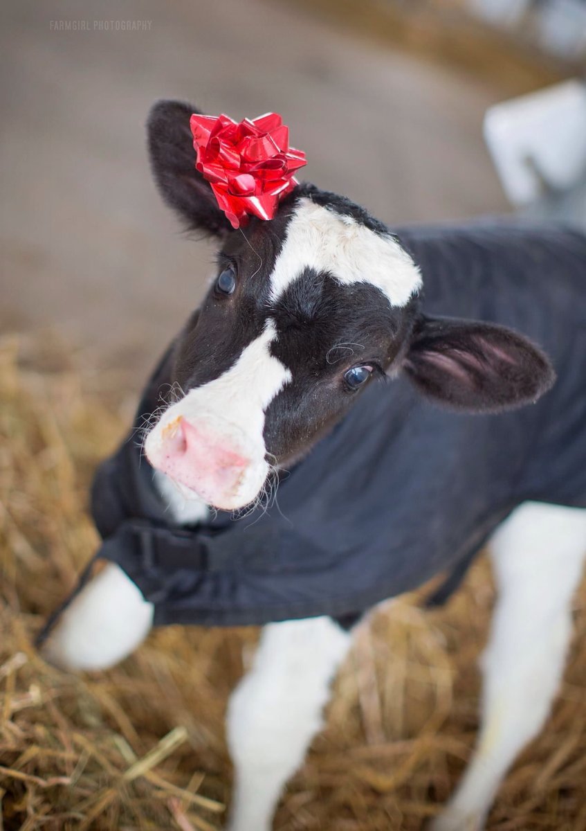 Маленькие телята