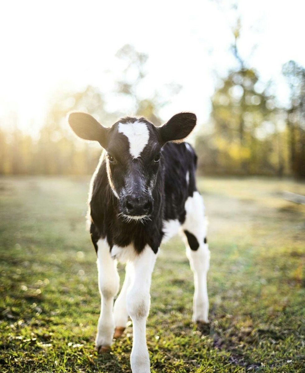 Милые коровы