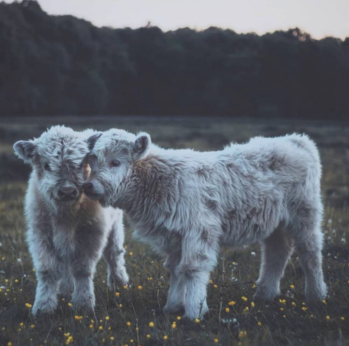 Хайленд корова теленок