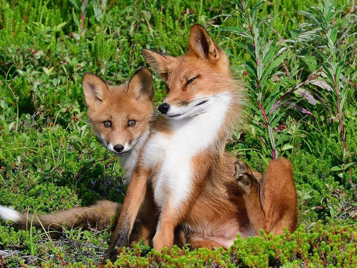 Фауна Марий Чодра