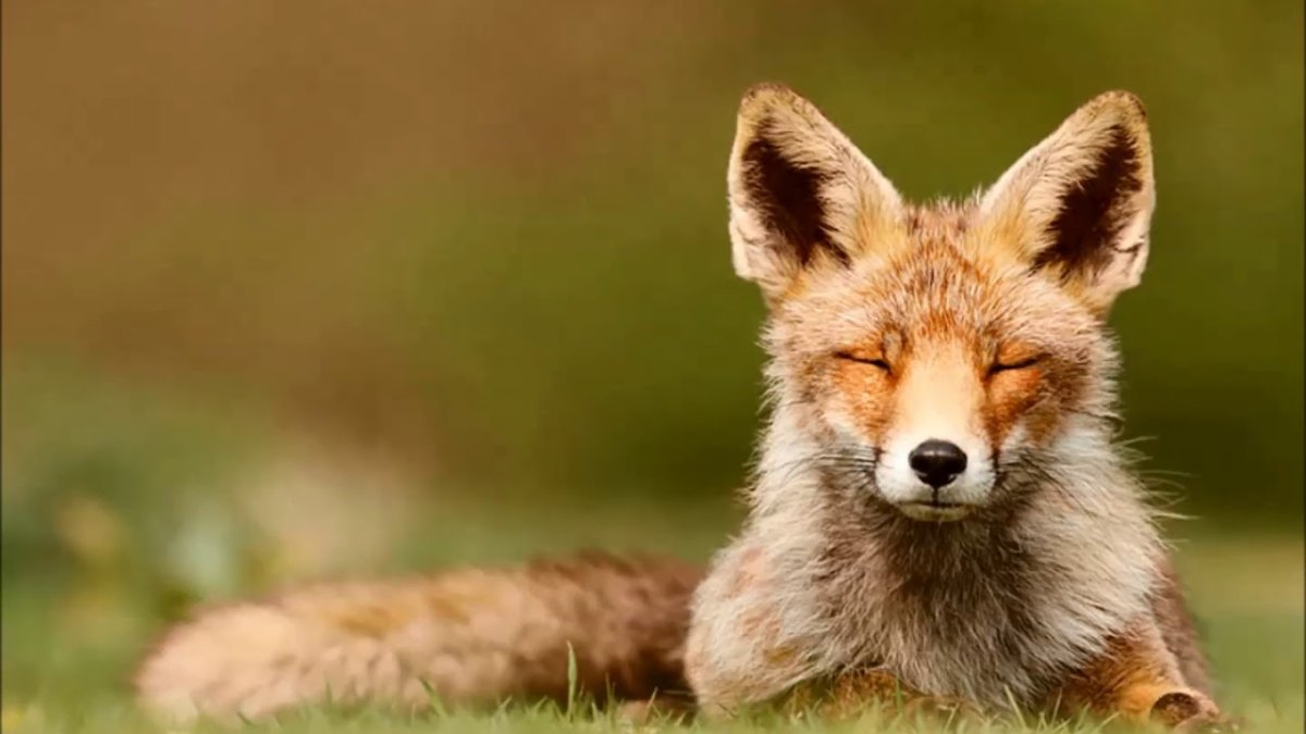 Умиротворенная лиса