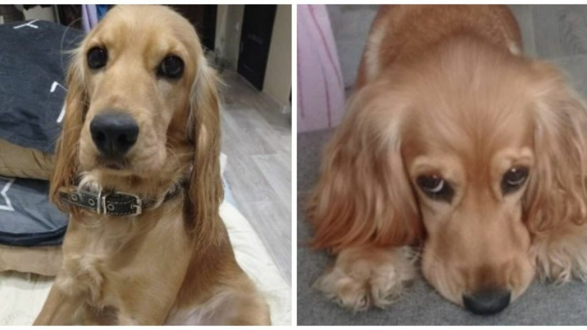 Акита сиба ину мини