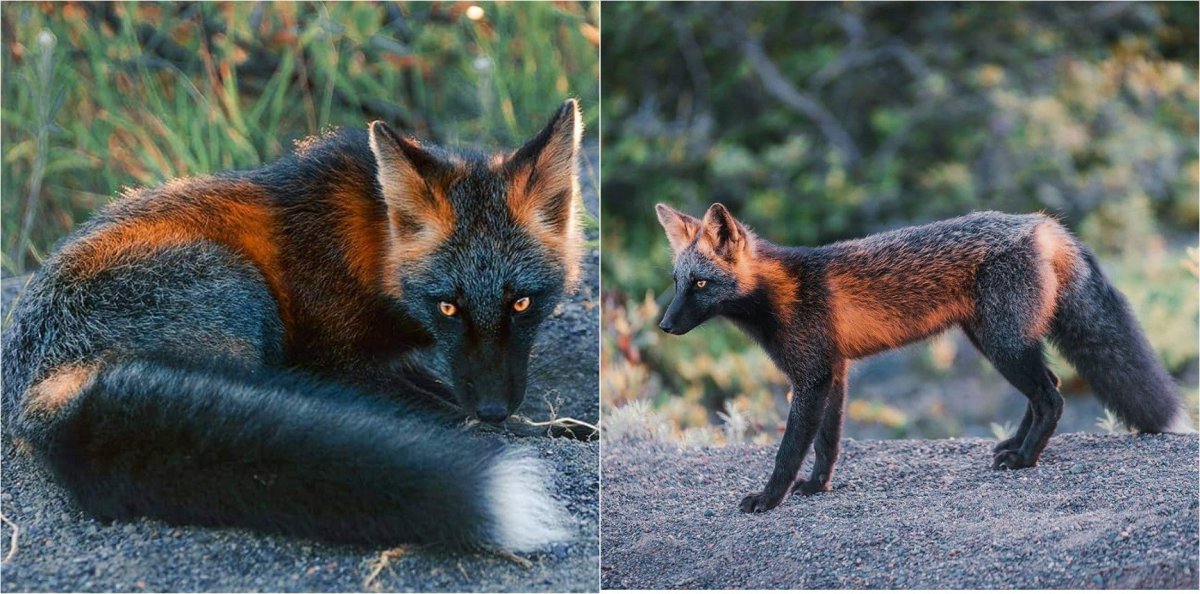 Лиса окрас крестовка