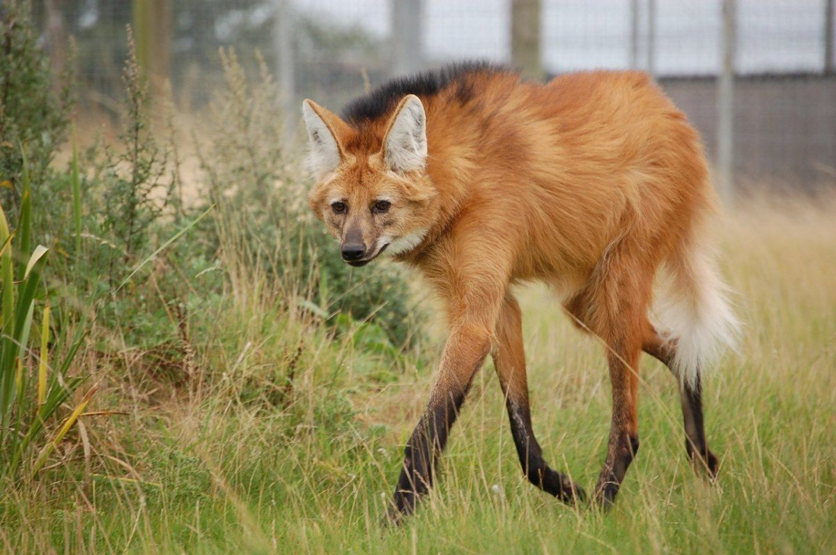 Гривистый волк