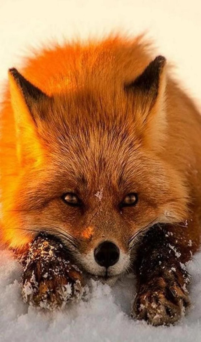 Красивая лиса на аву