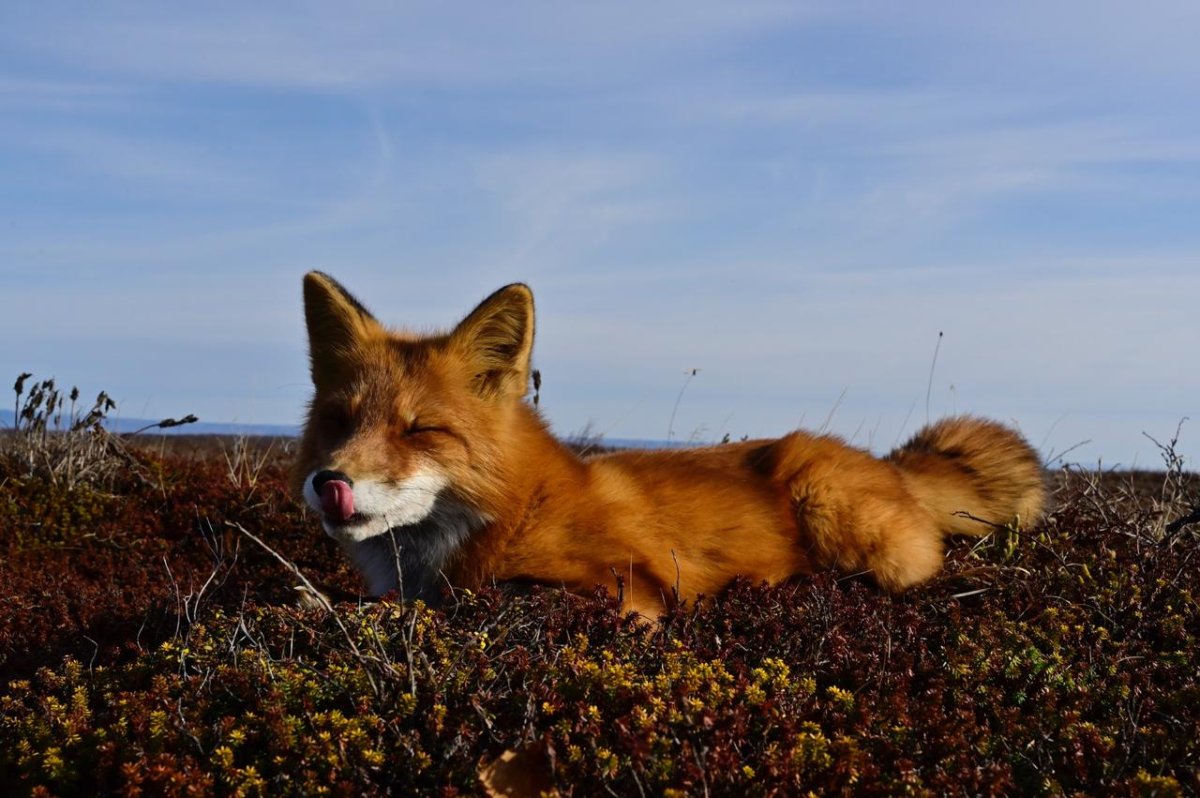 Кроноцкий заповедник лисица