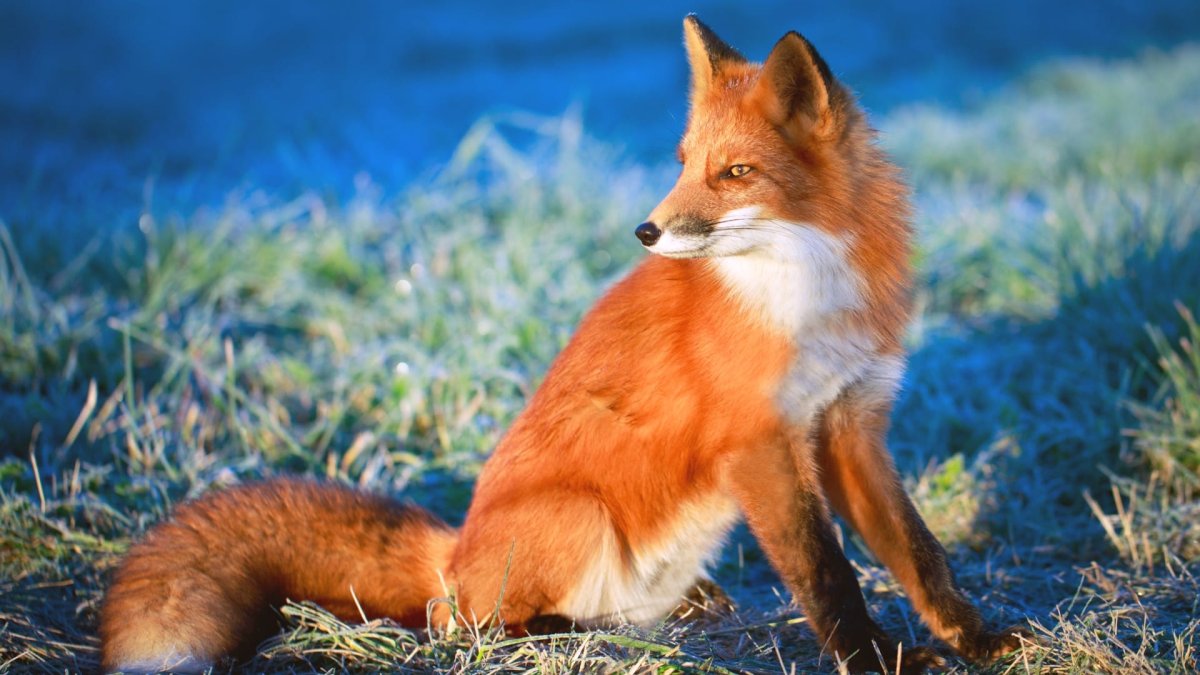 Лиса обыкновенная