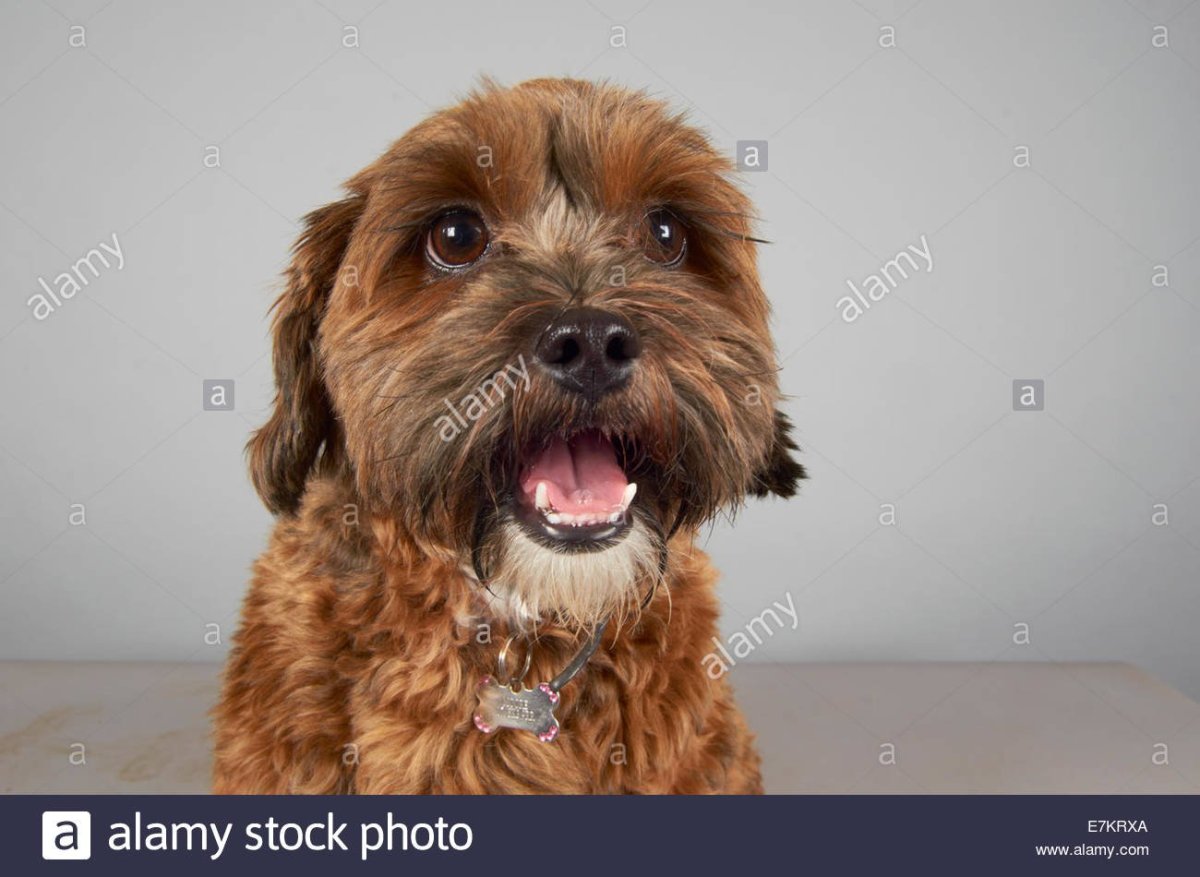 Шипу собака