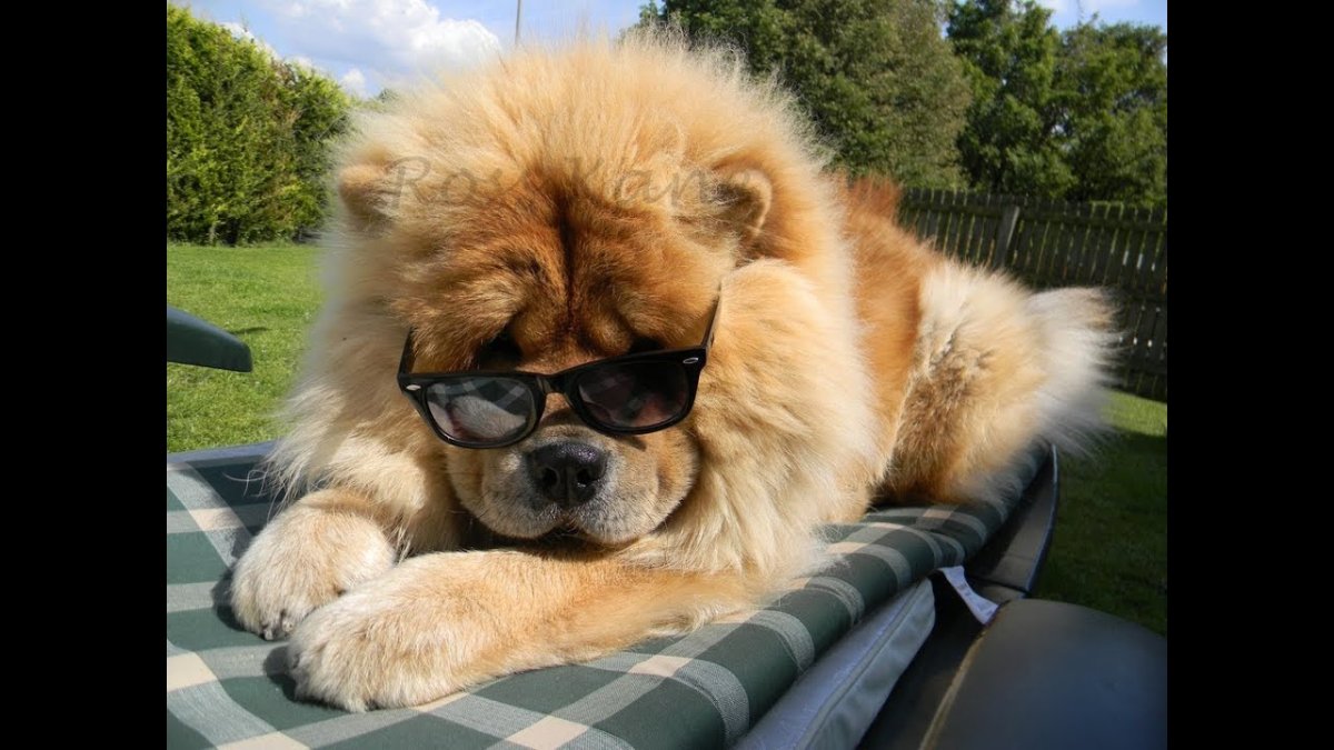 Плакаты с собаками