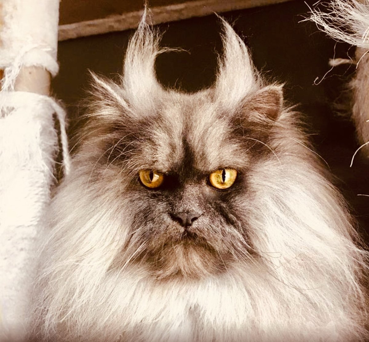 Коты экзоты лохматые