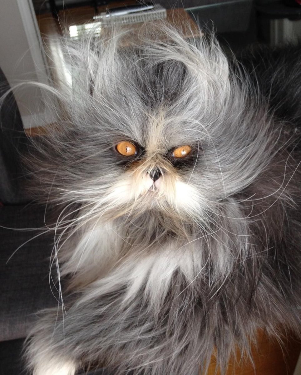 Атчум персидский кот