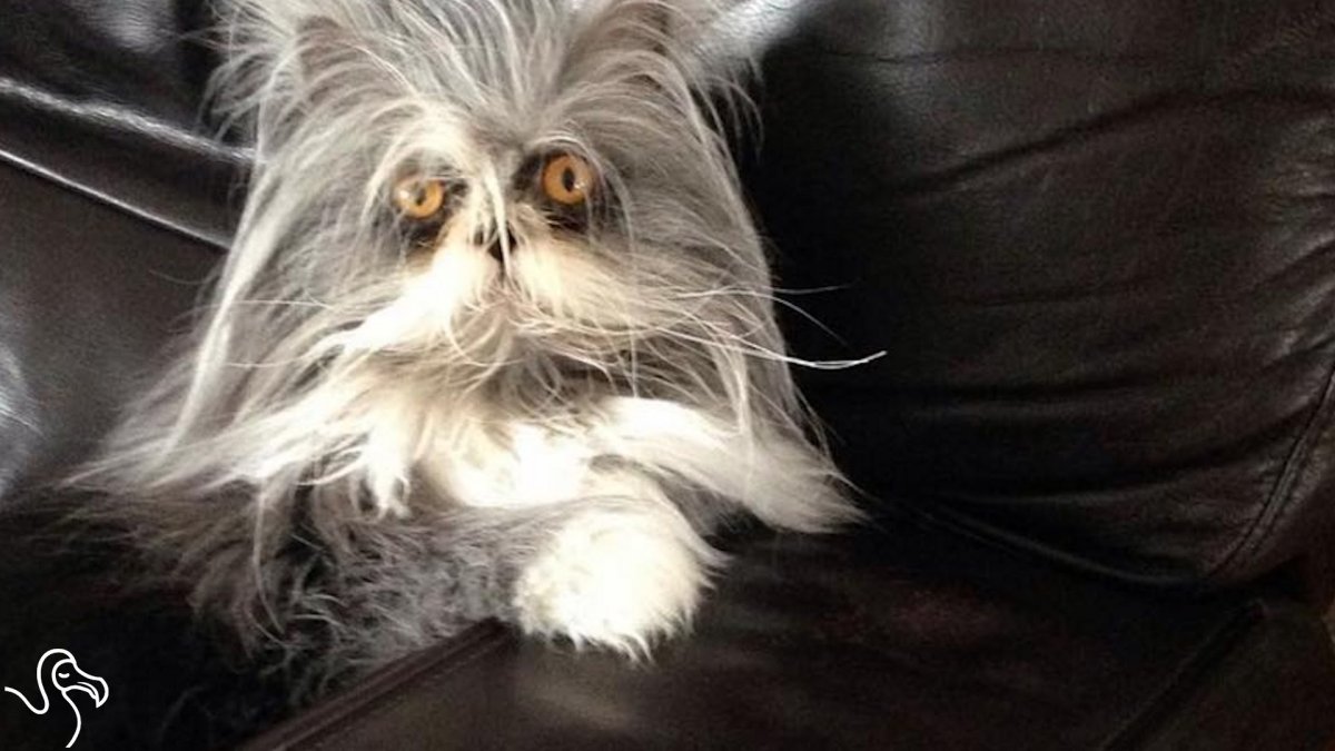 Пушистые коты