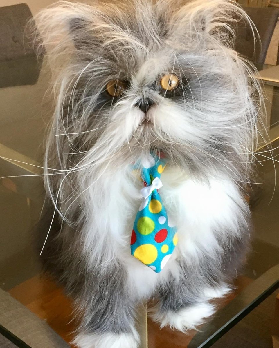 Кот Барнаби порода