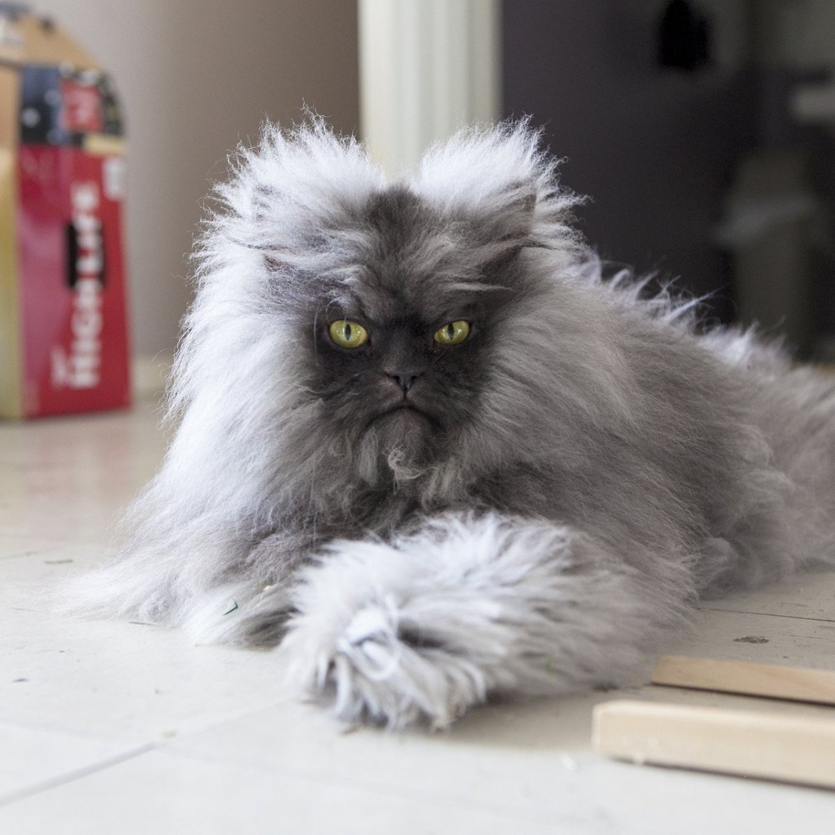 Полковник мяу порода